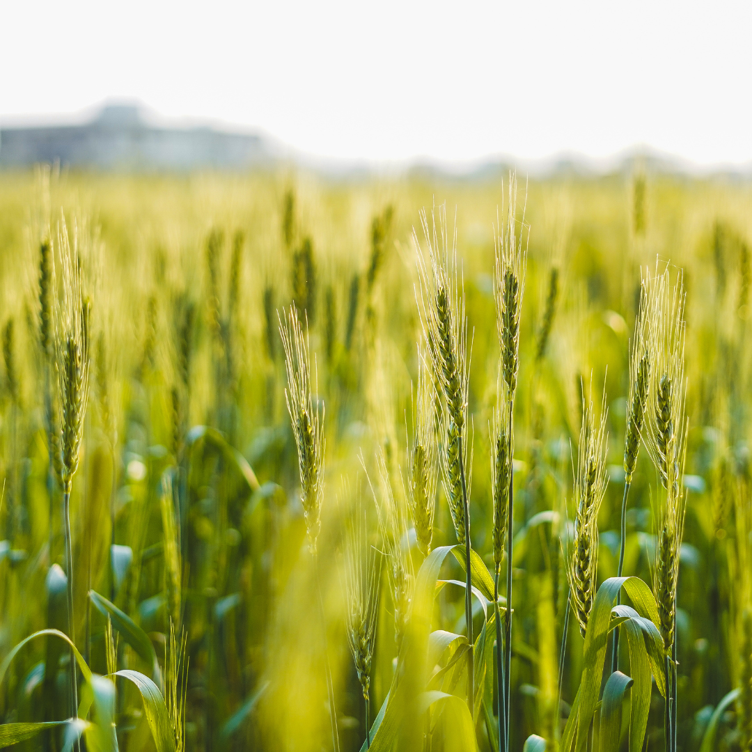 Wheat field