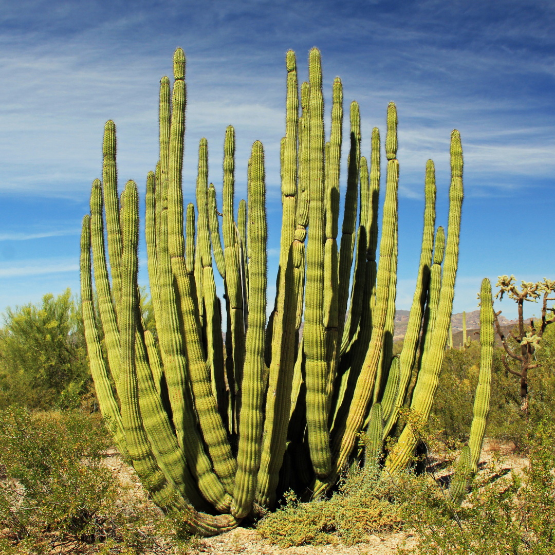 Large Organ Pipe Cactus in Organ Pipe Cactus National Monument