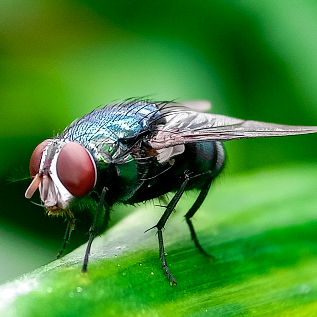 Cochliomyia Hominivorax the New World Screw-Worm Fly