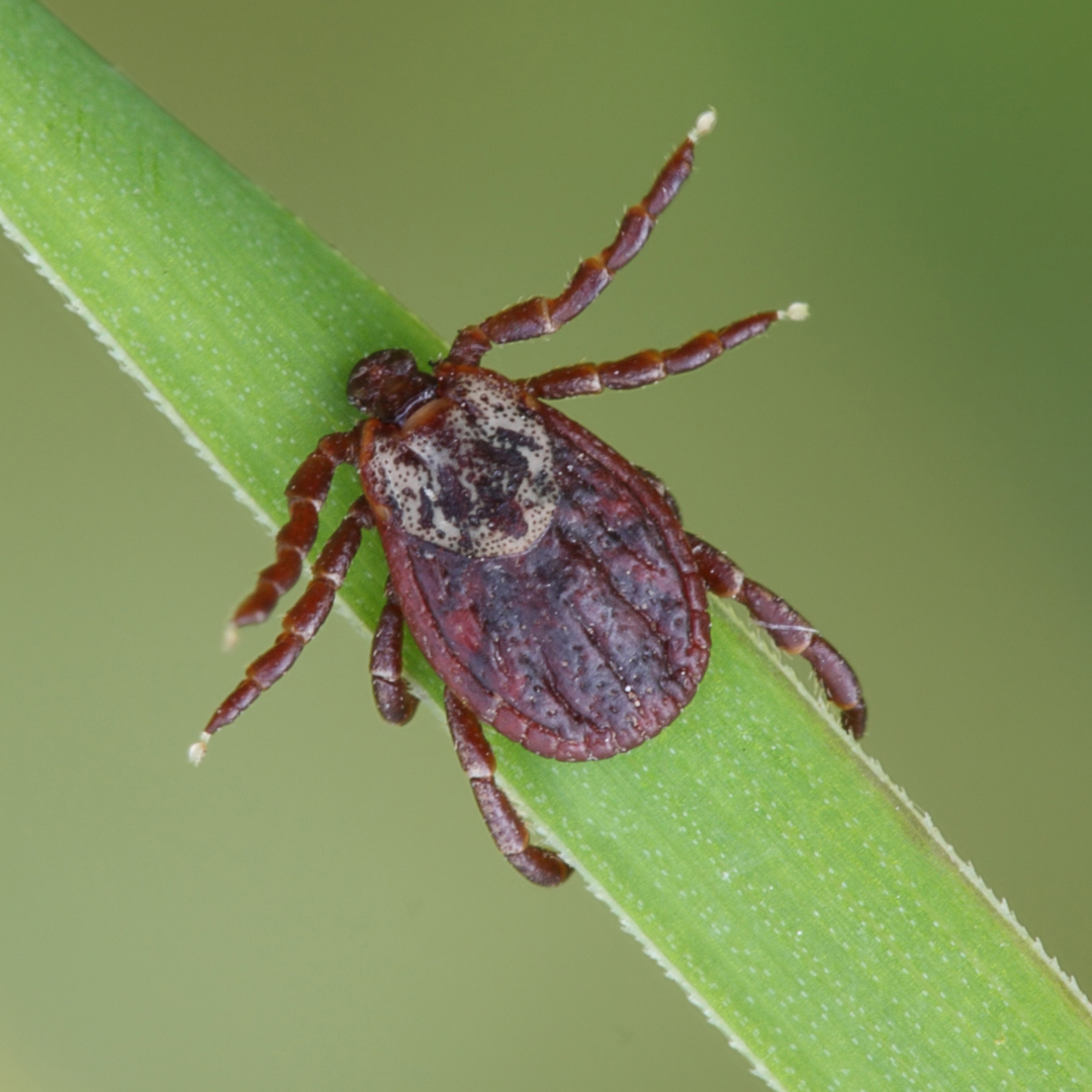 Tick sitting on grass